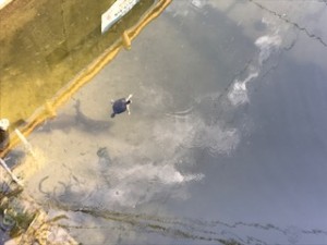 山口市湯田温泉の川